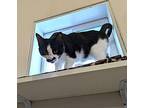 Diana Domestic Shorthair Kitten Female