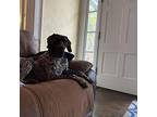 Drake German Shorthaired Pointer Senior Male