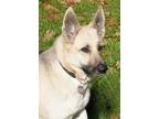 Brandi German Shepherd Dog Adult Female
