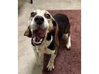Vienna Beagle Adult Female