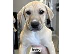 Ivory Labrador Retriever Puppy Female