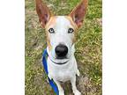 Blue Ibizan Hound Senior Male
