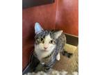 Morgan Domestic Shorthair Adult Female