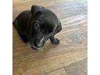 Rusty Labrador Retriever Puppy Male