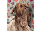 Gina Labrador Retriever Puppy Female