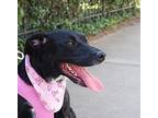 Xena Labrador Retriever Senior Female