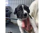 1989 Labrador Retriever Puppy Male