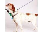 Lafayette Hound (Unknown Type) Senior Male