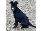 Allegra Collie Puppy Female