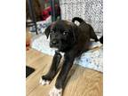 Guinness Great Pyrenees Puppy Male