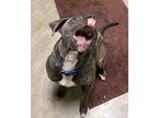 Astraea American Pit Bull Terrier Young Female