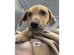 Ike Labrador Retriever Puppy Male