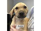 Ivette Labrador Retriever Puppy Female