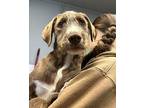 Gem Labrador Retriever Puppy Female