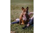 Larissa American Staffordshire Terrier Adult Female