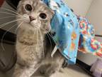 Mazie Domestic Mediumhair Kitten Female