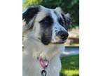 Adopt Gretel a Anatolian Shepherd, Shepherd