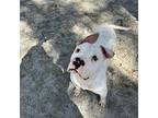 Beef Daddy American Pit Bull Terrier Senior Male