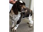 Adopt Mercy a Cocker Spaniel