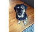 Adopt Bailey a German Shepherd Dog, Shepherd
