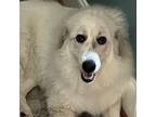 Adopt Olivia a Great Pyrenees, Mixed Breed