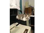 Adopt Pearl Bonded w/Katie a Manx