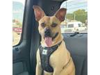 Adopt Lovie a Boxer