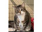 Adopt Alphie a Tabby, Domestic Short Hair
