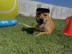 Adopt Coco a Pumi, Pit Bull Terrier