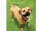 Adopt Rusty a Beagle, Boxer