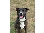 Adopt Duke a Labrador Retriever