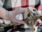 Unique Bengal Calico Designer Mix