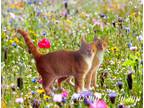 Adopt Turnip a Tabby