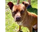Adopt Chai a Pit Bull Terrier
