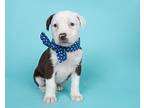 Louis Australian Shepherd Puppy Male