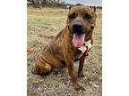 Lana Labrador Retriever Adult Female