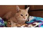 Basil Domestic Shorthair Senior Male