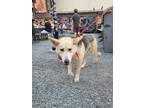 Lena German Shepherd Dog Adult Female