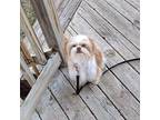 Taffy-In A Foster Home Shih Tzu Adult Female
