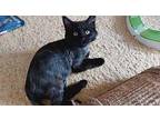 Alex Domestic Mediumhair Kitten Male