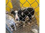 Fuji Border Collie Young Male
