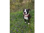 Wanda American Pit Bull Terrier Adult Female