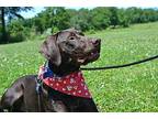 Winston Labrador Retriever Young Male