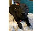 Sealy Labrador Retriever Adult Female
