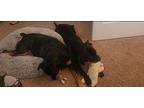 Desiree Labrador Retriever Adult Female