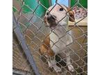 Cajun Hound (Unknown Type) Puppy Male