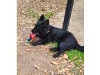 Cosita Schipperke Young Female