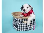 Lily Australian Shepherd Puppy Female