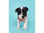 Fleming Labrador Retriever Puppy Male