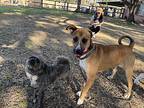 Duke Pearl loves cuddles and kids Labrador Retriever Adult Male